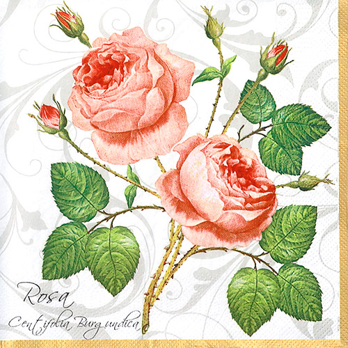 냅킨아트 SLOG003101 Rosa Centifolia White 냅킨20매 33x33cm 2077